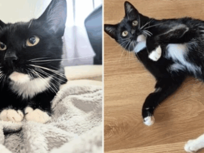 Zaginęła kotka Angela