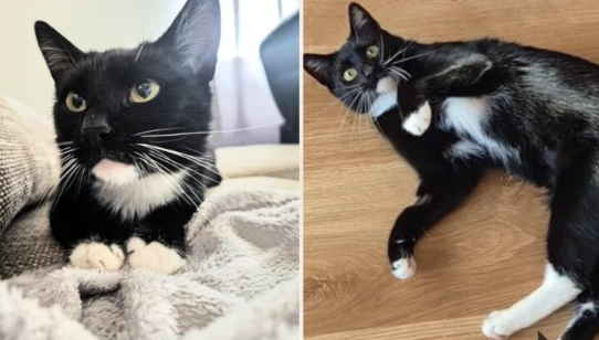 Zaginęła kotka Angela