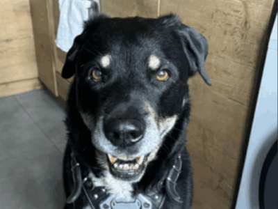 Szukamy Pieska Reksia!