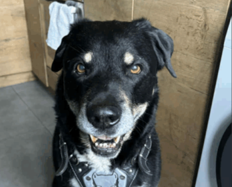 Szukamy Pieska Reksia!