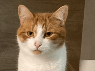 Zaginął kot Magnus