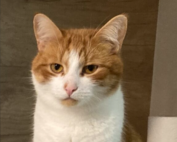 Zaginął kot Magnus