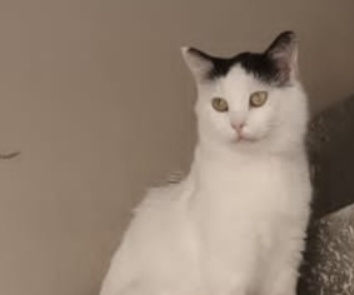 ZAGINĄŁ KOT CATBERRY !