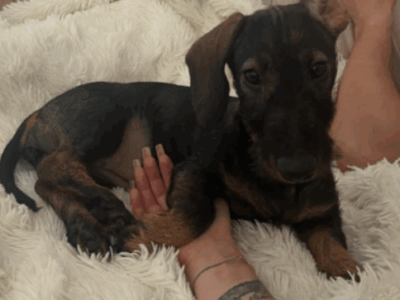 Zaginął Jamnik Sisi