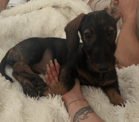 Zaginął Jamnik Sisi