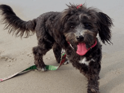 Zaginęła sunia Bella