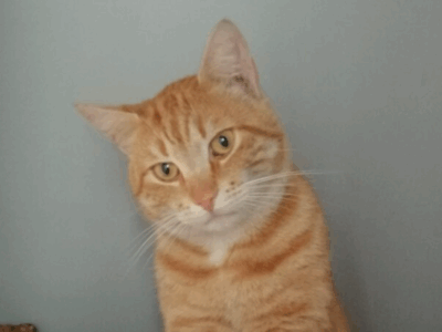 Zaginął kocur Rysio