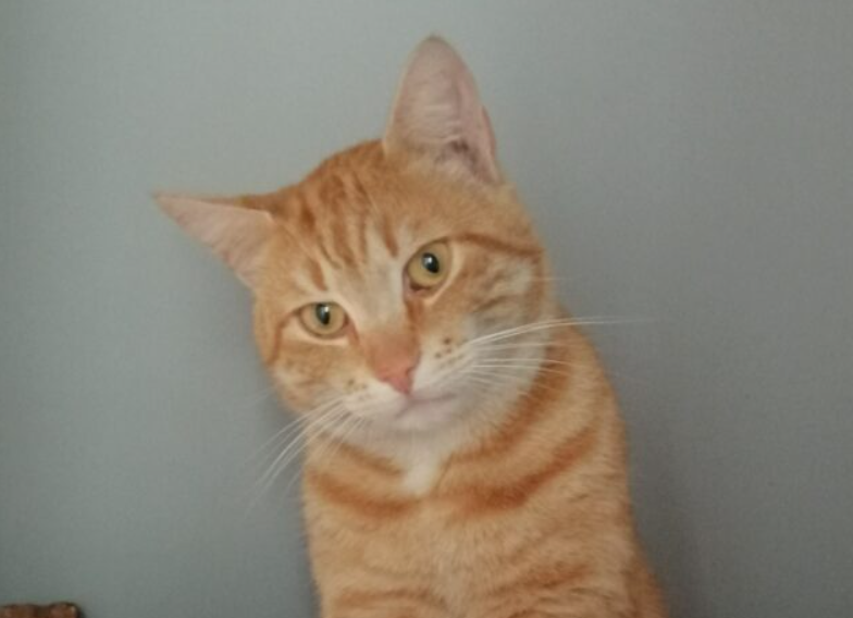 Zaginął kocur Rysio