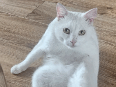 Zaginął Kocurek Kokos