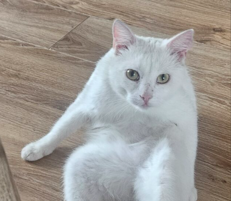 Zaginął Kocurek Kokos