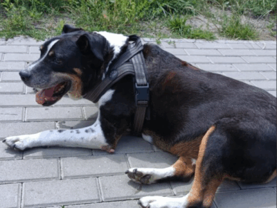 Zaginął pies Paker