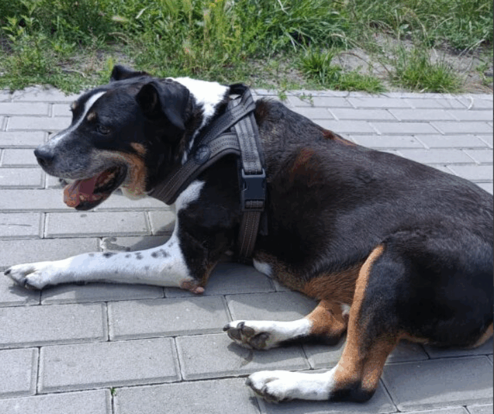 Zaginął pies Paker