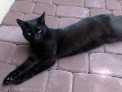 Zaginęła kotka Dżaga