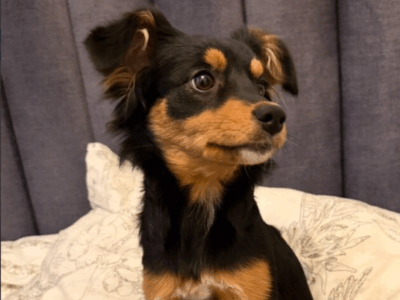 Nagroda za znalezienie zaginionej suczki