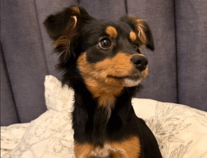 Nagroda za znalezienie zaginionej suczki