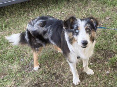 Zaginął pies Alwin