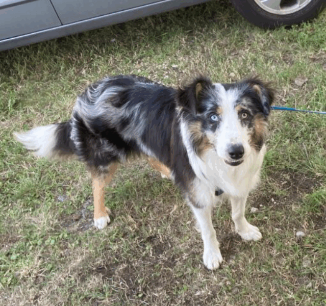 Zaginął pies Alwin