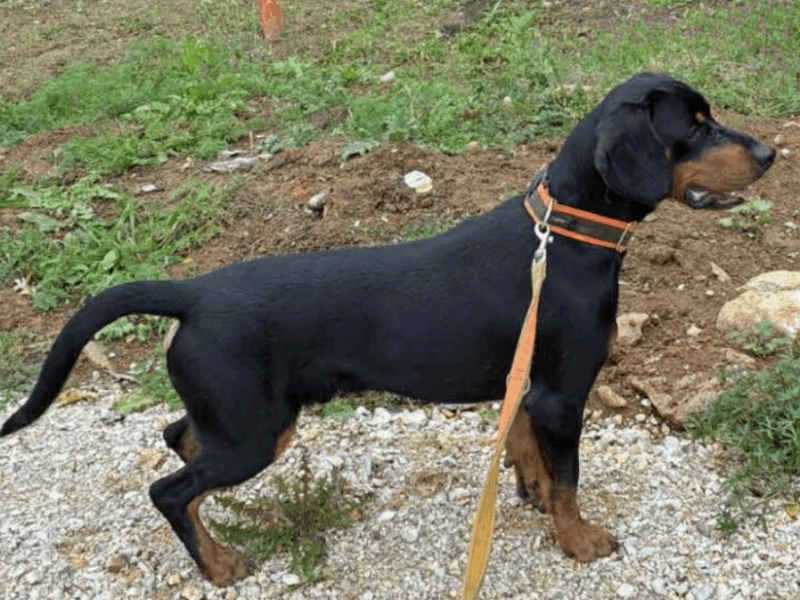 Zaginął Pies Gończy Słowacki