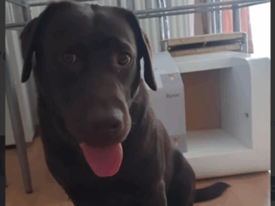 Zaginęła brązowa Labradorka Brysia