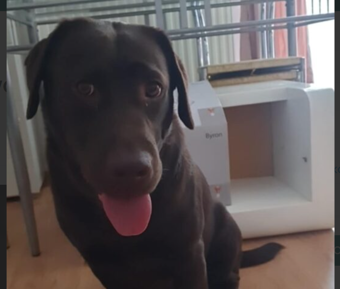 Zaginęła brązowa Labradorka Brysia