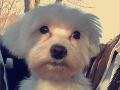 Zaginął piesek Lolek