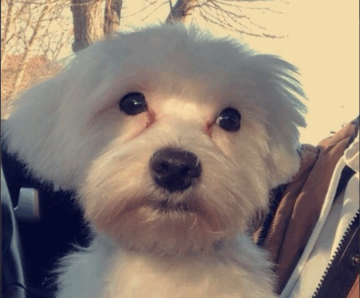 Zaginął piesek Lolek