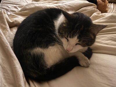 Pilnie poszukiwany kot Milan