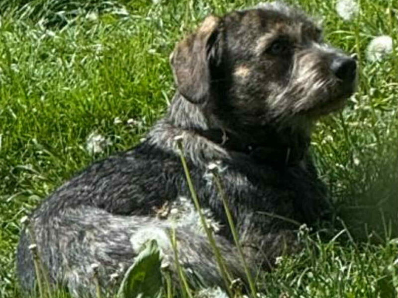 Uwaga! Zaginął Piesek Majki