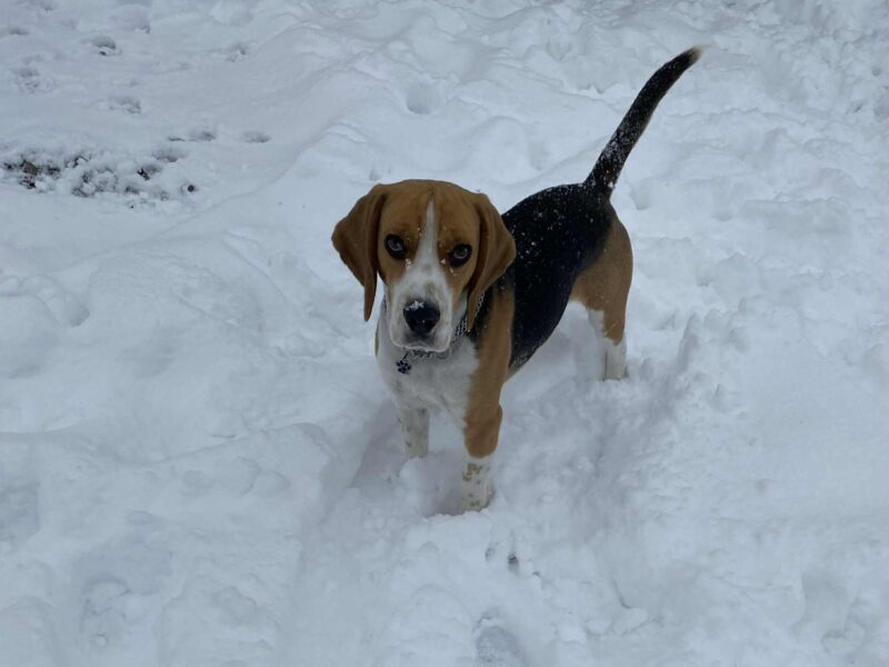 Zaginął pies rasy Beagle