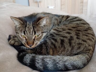 Zaginął kocurek Bercik