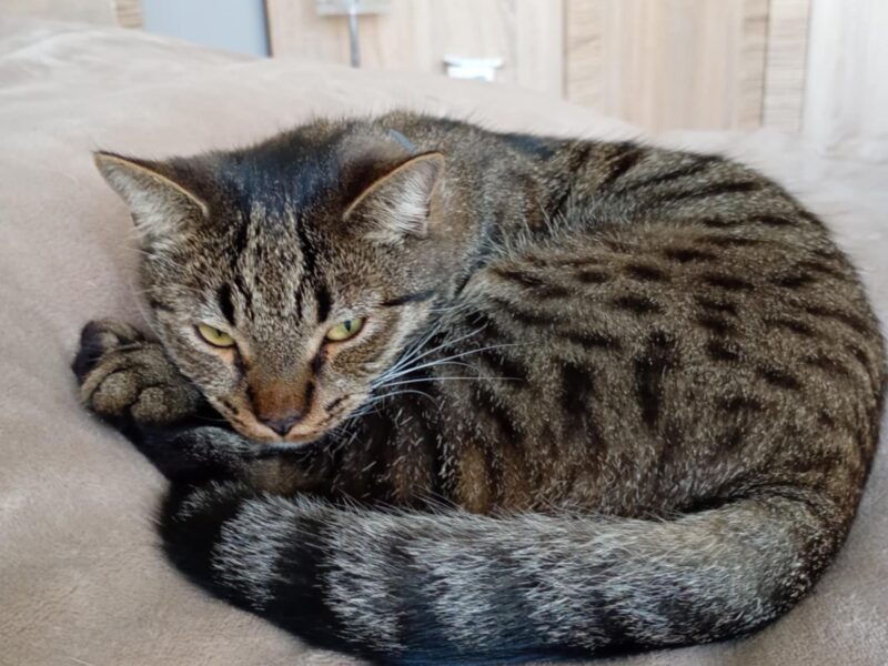 Zaginął kocurek Bercik