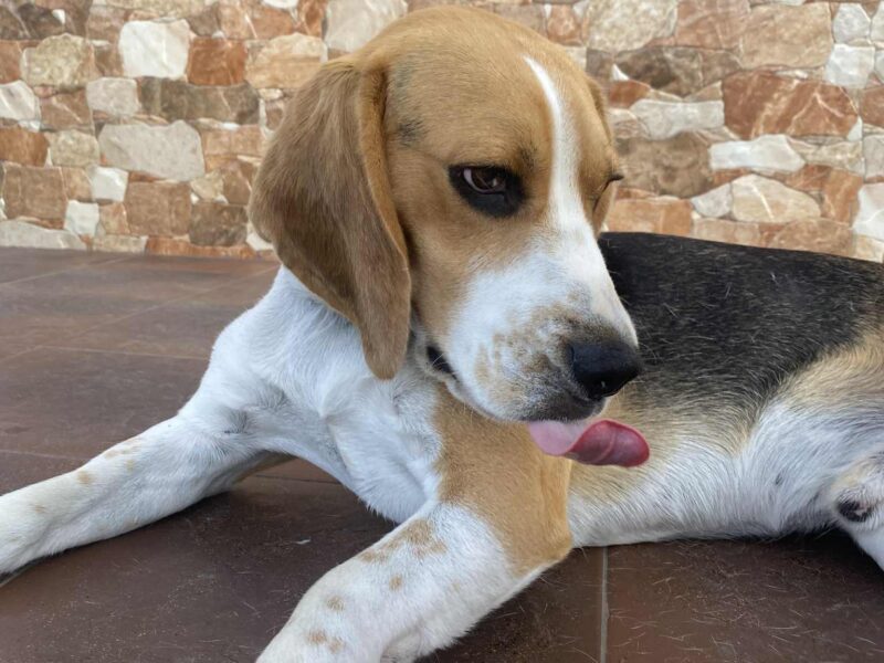 Zaginął pies rasy Beagle