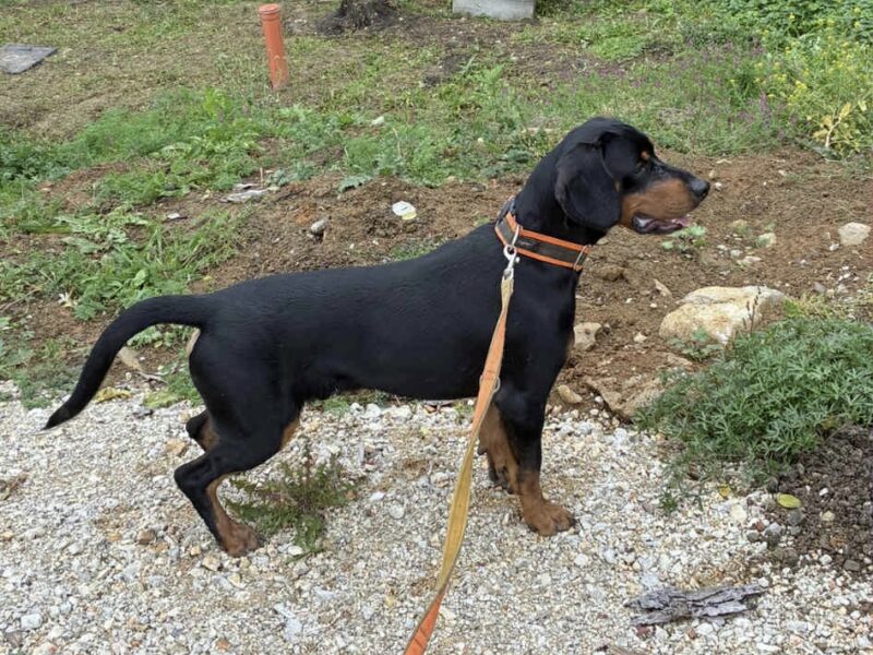 Zaginął Pies Gończy Słowacki