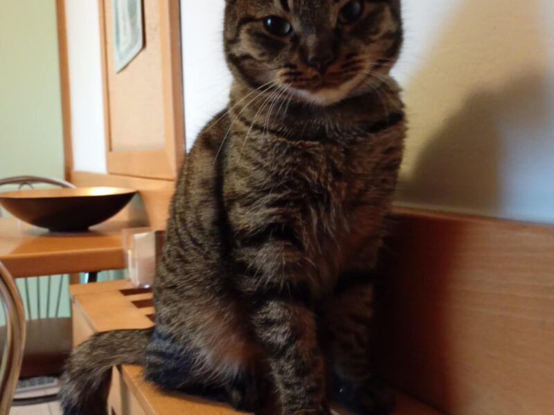 Zaginął kocurek Bercik