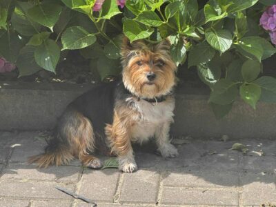 Zaginął York Biewer