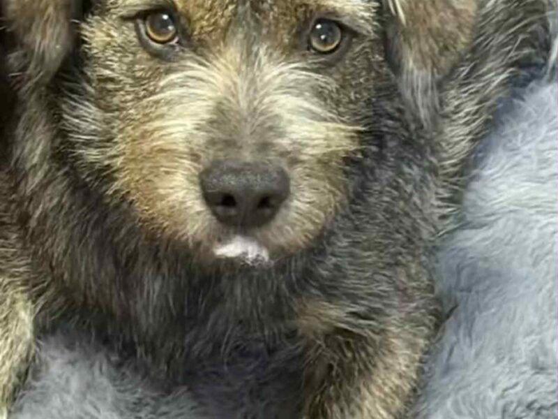 Uwaga! Zaginął Piesek Majki