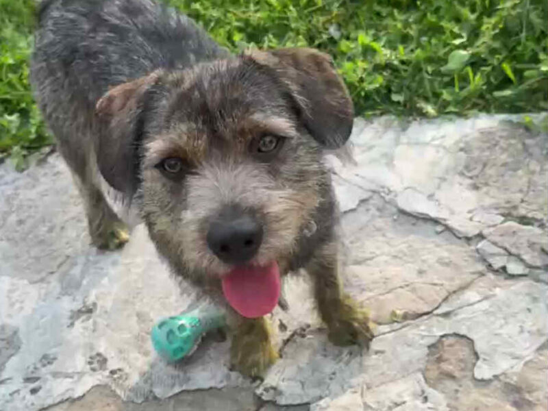 Uwaga! Zaginął Piesek Majki