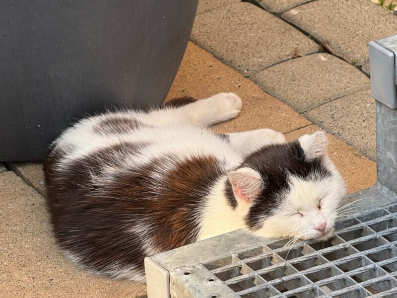 Zaginęła kotka Micia !!!