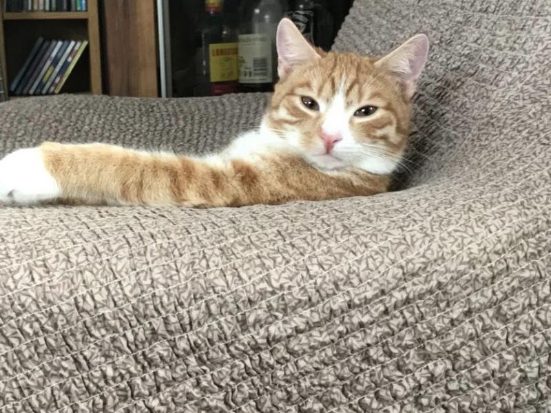 Zaginął Rudy Kotek Dyzio