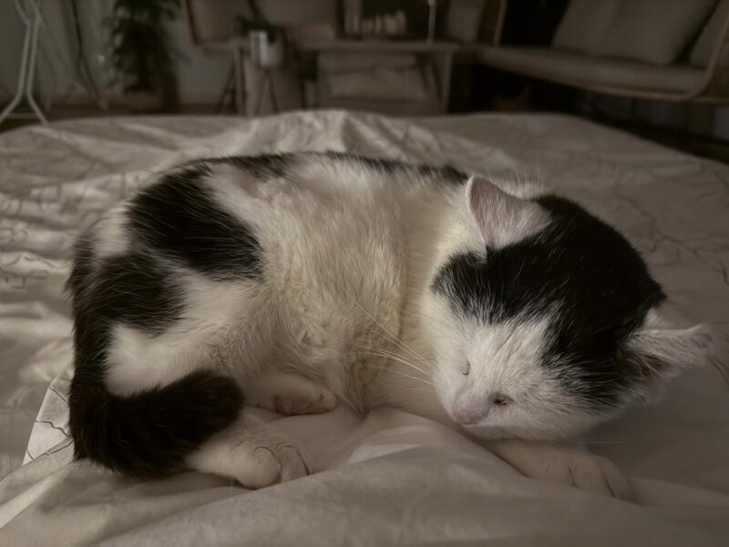 Zaginęła kotka Micia !!!