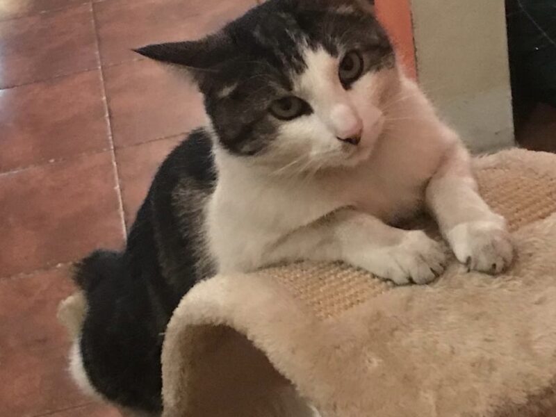 Pilnie poszukiwany kot Milan