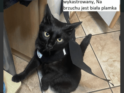 Zaginął kot Daniel