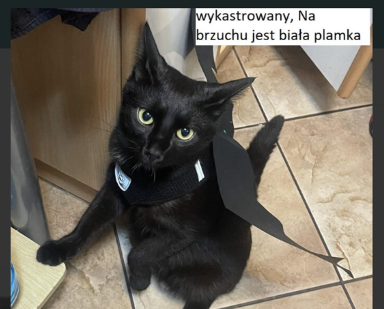 Zaginął kot Daniel