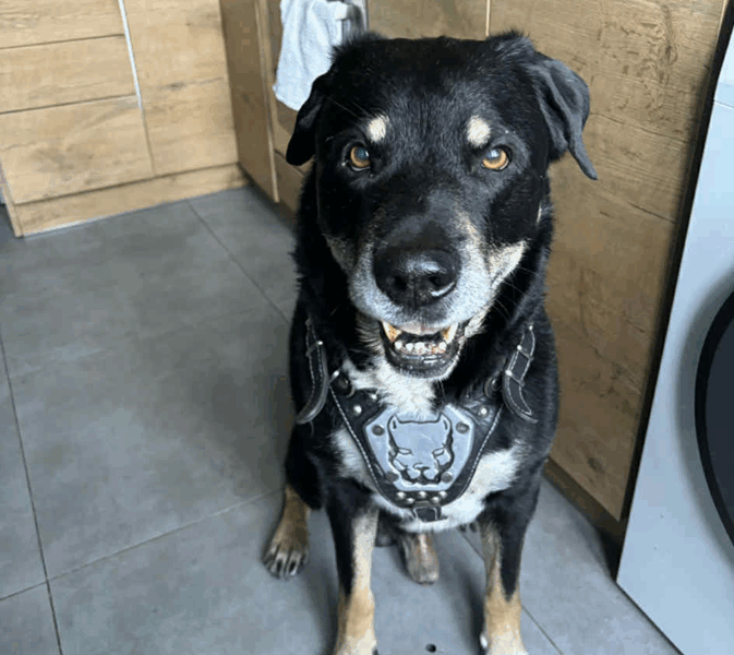 Szukamy Pieska Reksia!