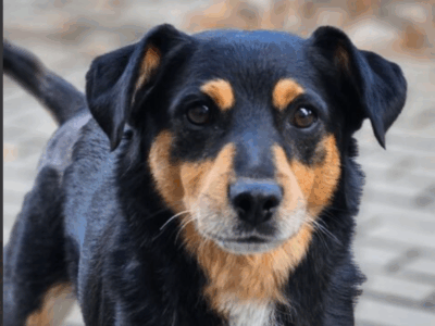 Zaginął pies Łuki