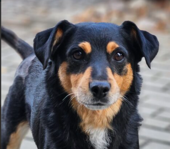 Zaginął pies Łuki