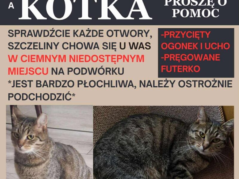 ZAGINĘŁA KOTKA BONA/NIUNIA