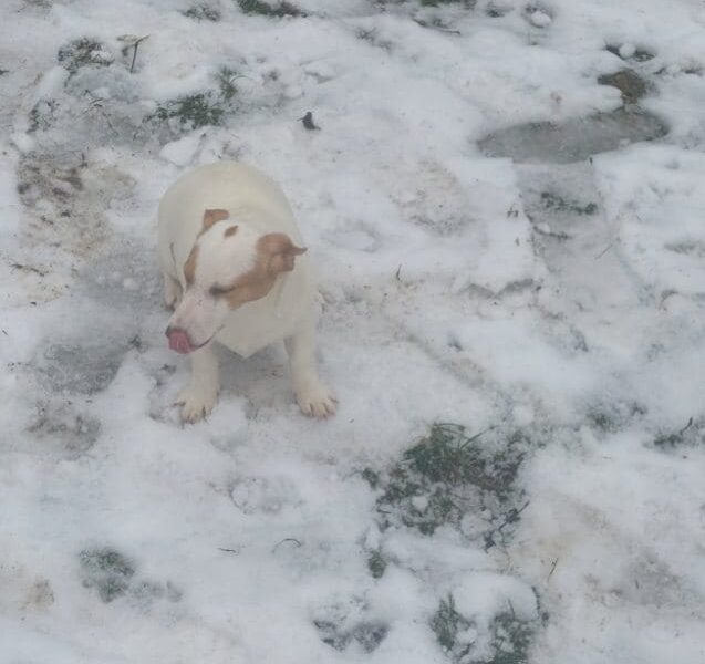 Zaginęła sunia Beza