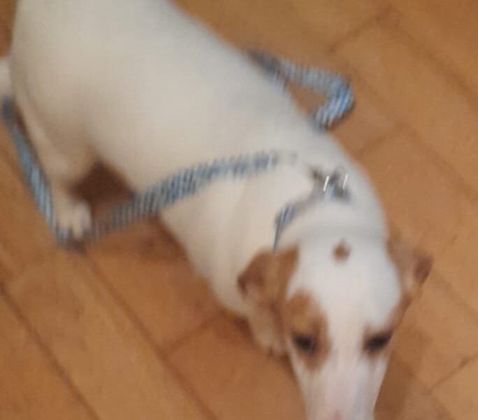 Zaginęła sunia Beza