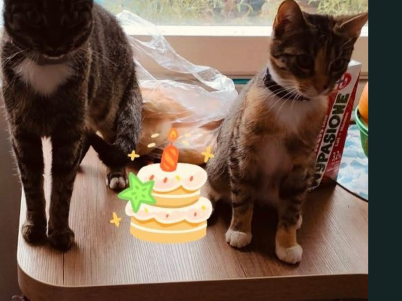 Zaginęły Dwie Kotki Bolesławiec